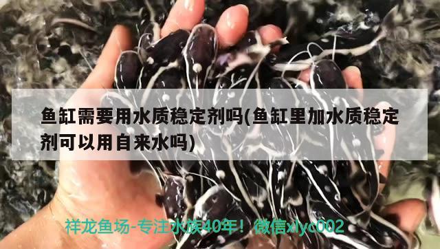 魚缸需要用水質(zhì)穩(wěn)定劑嗎(魚缸里加水質(zhì)穩(wěn)定劑可以用自來水嗎) 純血皇冠黑白魟魚