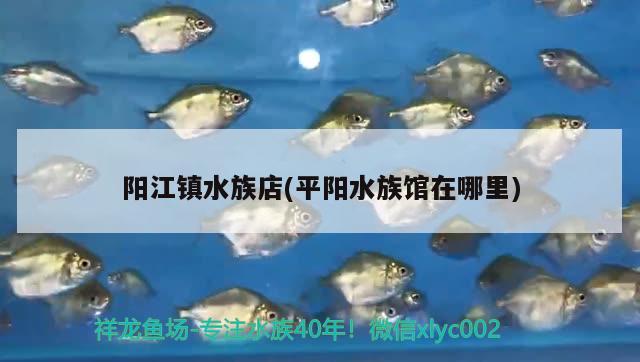 陽(yáng)江鎮(zhèn)水族店(平陽(yáng)水族館在哪里)