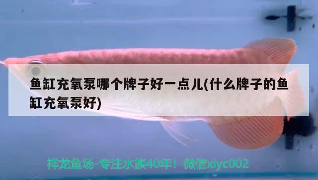 魚(yú)缸充氧泵哪個(gè)牌子好一點(diǎn)兒(什么牌子的魚(yú)缸充氧泵好) 黑白雙星魚(yú)