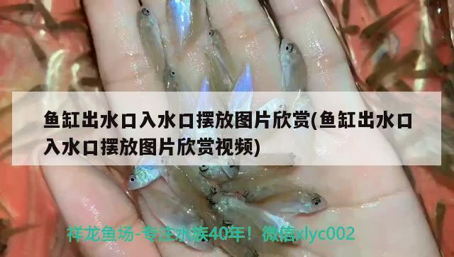 魚缸出水口入水口擺放圖片欣賞(魚缸出水口入水口擺放圖片欣賞視頻)