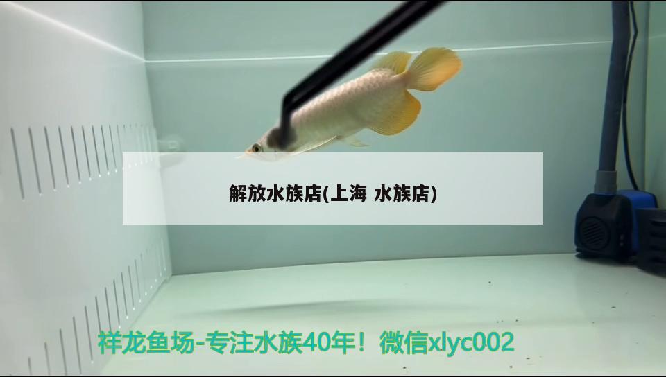 解放水族店(上海水族店) 藍(lán)底過(guò)背金龍魚