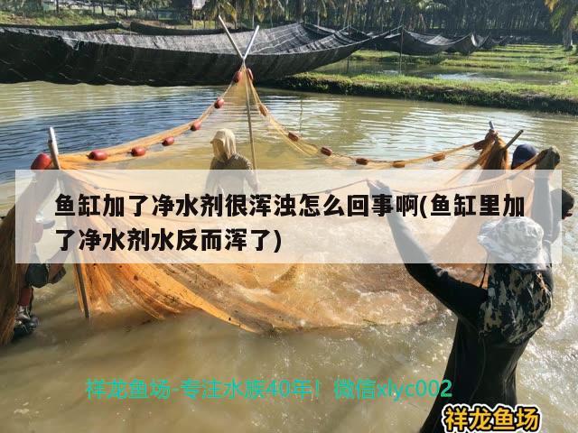 魚缸加了凈水劑很渾濁怎么回事啊(魚缸里加了凈水劑水反而渾了) 水族品牌