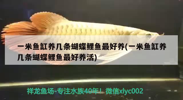 一米魚缸養(yǎng)幾條蝴蝶鯉魚最好養(yǎng)(一米魚缸養(yǎng)幾條蝴蝶鯉魚最好養(yǎng)活) 蝴蝶鯉