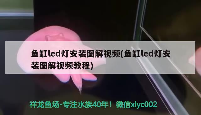 魚缸led燈安裝圖解視頻(魚缸led燈安裝圖解視頻教程) 祥龍魚場