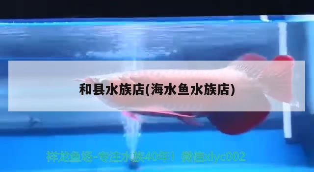 和縣水族店(海水魚水族店) 海水魚