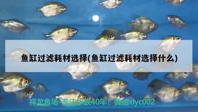 魚缸過濾耗材選擇(魚缸過濾耗材選擇什么)