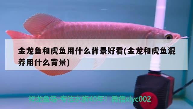 金龍魚和虎魚用什么背景好看(金龍和虎魚混養(yǎng)用什么背景) 虎魚百科