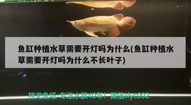 魚缸種植水草需要開燈嗎為什么(魚缸種植水草需要開燈嗎為什么不長葉子) 水草