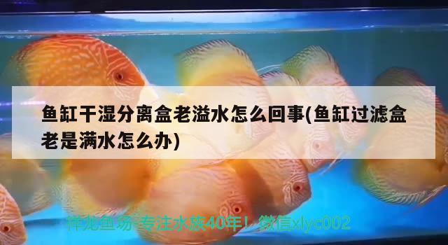 魚缸干濕分離盒老溢水怎么回事(魚缸過濾盒老是滿水怎么辦)