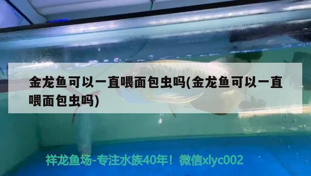 金龍魚可以一直喂面包蟲嗎(金龍魚可以一直喂面包蟲嗎)