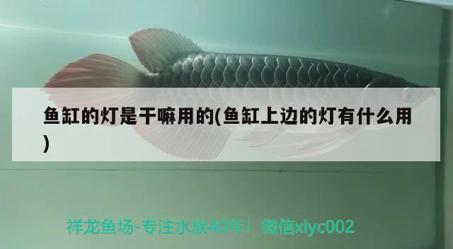 魚(yú)缸的燈是干嘛用的(魚(yú)缸上邊的燈有什么用)