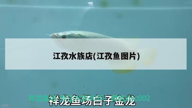 江孜水族店(江孜魚圖片) 細線銀板魚苗