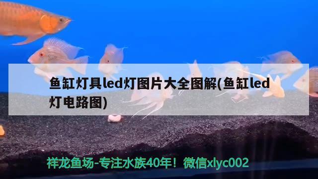 魚缸燈具led燈圖片大全圖解(魚缸led燈電路圖) 財神鸚鵡魚