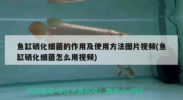 魚缸硝化細菌的作用及使用方法圖片視頻(魚缸硝化細菌怎么用視頻)