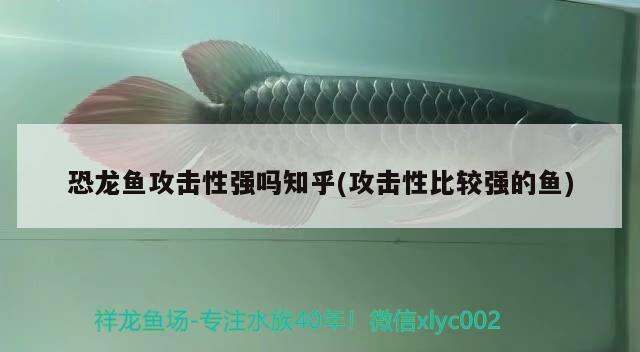 恐龍魚攻擊性強(qiáng)嗎知乎(攻擊性比較強(qiáng)的魚) 青龍魚