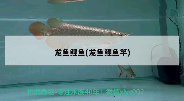 龍魚(yú)鯉魚(yú)(龍魚(yú)鯉魚(yú)竿)