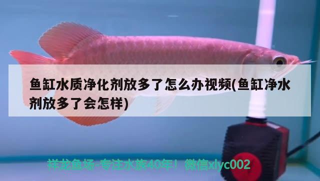 魚(yú)缸水質(zhì)凈化劑放多了怎么辦視頻(魚(yú)缸凈水劑放多了會(huì)怎樣) 飛鳳魚(yú)