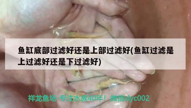 魚缸底部過濾好還是上部過濾好(魚缸過濾是上過濾好還是下過濾好) 銀龍魚苗