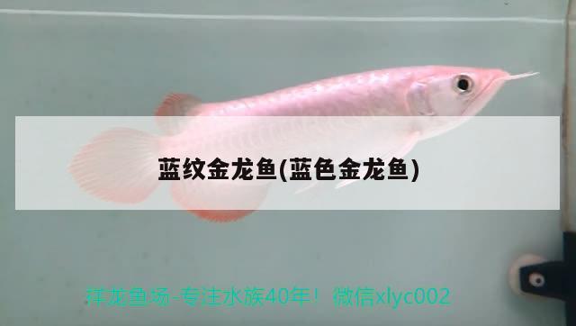 藍(lán)紋金龍魚(yú)(藍(lán)色金龍魚(yú)) 超血紅龍魚(yú)