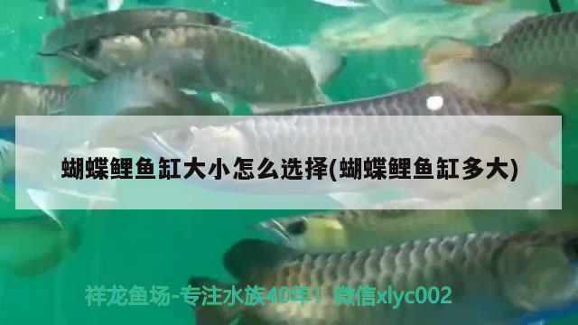 蝴蝶鯉魚缸大小怎么選擇(蝴蝶鯉魚缸多大) 蝴蝶鯉