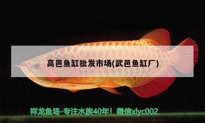 高邑魚缸批發(fā)市場(chǎng)(武邑魚缸廠) 藍(lán)底過(guò)背金龍魚