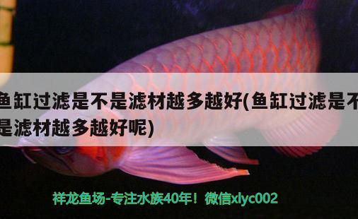 魚缸過濾是不是濾材越多越好(魚缸過濾是不是濾材越多越好呢) 黑帝王魟魚