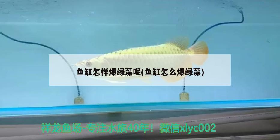 魚(yú)缸怎樣爆綠藻呢(魚(yú)缸怎么爆綠藻) 祥龍龍魚(yú)專(zhuān)用水族燈