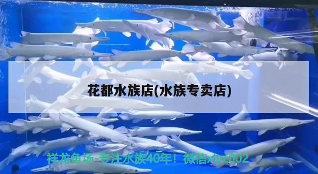 花都水族店(水族專賣店) 玫瑰銀版魚