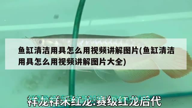 魚缸清潔用具怎么用視頻講解圖片(魚缸清潔用具怎么用視頻講解圖片大全) 哥倫比亞巨暴魚苗