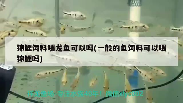 錦鯉飼料喂龍魚可以嗎(一般的魚飼料可以喂錦鯉嗎) 銀龍魚苗