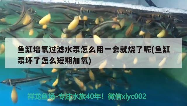 魚(yú)缸增氧過(guò)濾水泵怎么用一會(huì)就燒了呢(魚(yú)缸泵壞了怎么短期加氧) 黃金斑馬魚(yú)