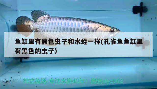 魚缸里有黑色蟲子和水蛭一樣(孔雀魚魚缸里有黑色的蟲子)