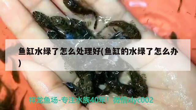 魚缸水綠了怎么處理好(魚缸的水綠了怎么辦)