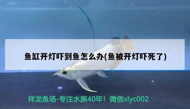 魚缸開燈嚇到魚怎么辦(魚被開燈嚇?biāo)懒?