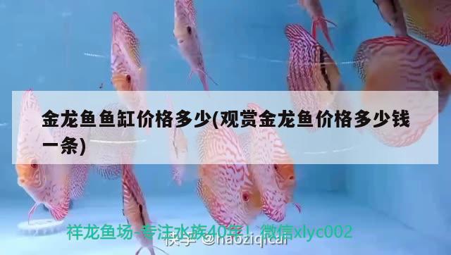 金龍魚魚缸價(jià)格多少(觀賞金龍魚價(jià)格多少錢一條) 過濾設(shè)備