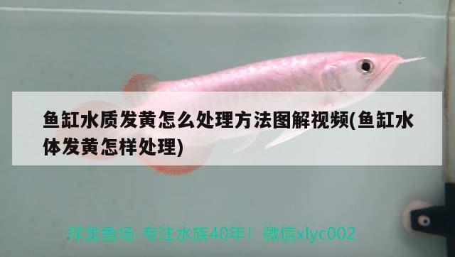 魚(yú)缸水質(zhì)發(fā)黃怎么處理方法圖解視頻(魚(yú)缸水體發(fā)黃怎樣處理) 馬拉莫寶石魚(yú)