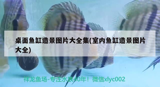 桌面魚缸造景圖片大全集(室內(nèi)魚缸造景圖片大全) 水族品牌