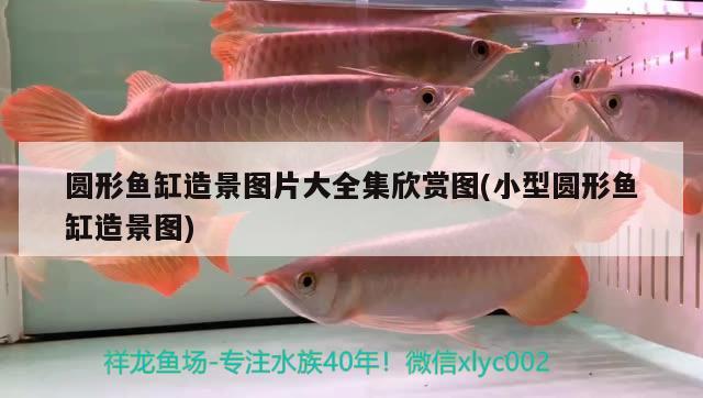 圓形魚缸造景圖片大全集欣賞圖(小型圓形魚缸造景圖)