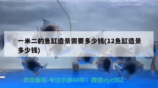 一米二的魚缸造景需要多少錢(12魚缸造景多少錢) 廣州龍魚批發(fā)市場