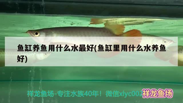 魚缸養(yǎng)魚用什么水最好(魚缸里用什么水養(yǎng)魚好)