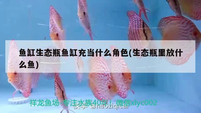 魚缸生態(tài)瓶魚缸充當(dāng)什么角色(生態(tài)瓶里放什么魚) 白子球鯊魚