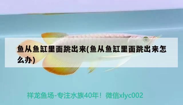 魚從魚缸里面跳出來(魚從魚缸里面跳出來怎么辦) 斑馬鴨嘴魚