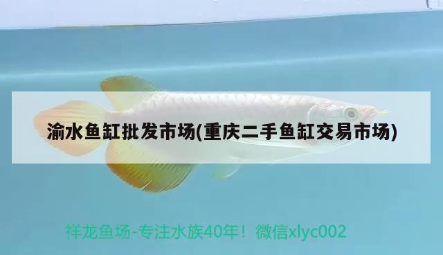 渝水魚(yú)缸批發(fā)市場(chǎng)(重慶二手魚(yú)缸交易市場(chǎng)) 海象魚(yú)