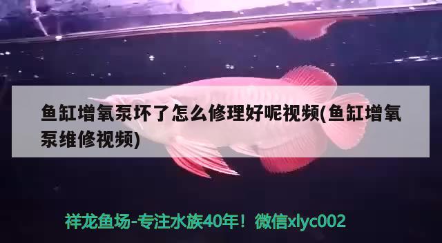 魚缸增氧泵壞了怎么修理好呢視頻(魚缸增氧泵維修視頻) 戰(zhàn)車紅龍魚