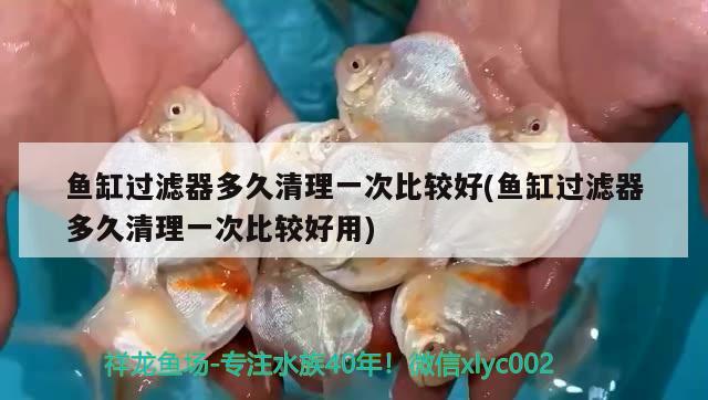 魚缸過濾器多久清理一次比較好(魚缸過濾器多久清理一次比較好用) 黃金眼鏡蛇雷龍魚 第3張