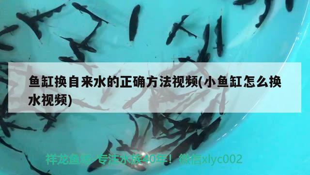 魚缸換自來水的正確方法視頻(小魚缸怎么換水視頻)