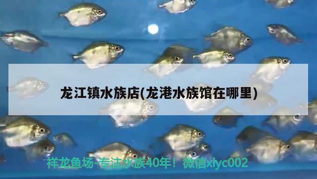 龍江鎮(zhèn)水族店(龍港水族館在哪里) 飛鳳魚(yú)