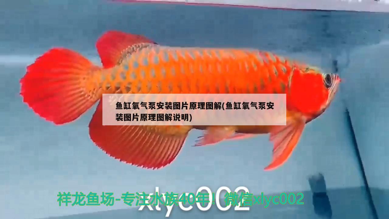 魚缸氧氣泵安裝圖片原理圖解(魚缸氧氣泵安裝圖片原理圖解說明)