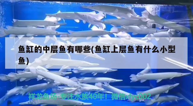 魚缸的中層魚有哪些(魚缸上層魚有什么小型魚)