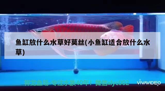 魚(yú)缸放什么水草好莫絲(小魚(yú)缸適合放什么水草) 水草